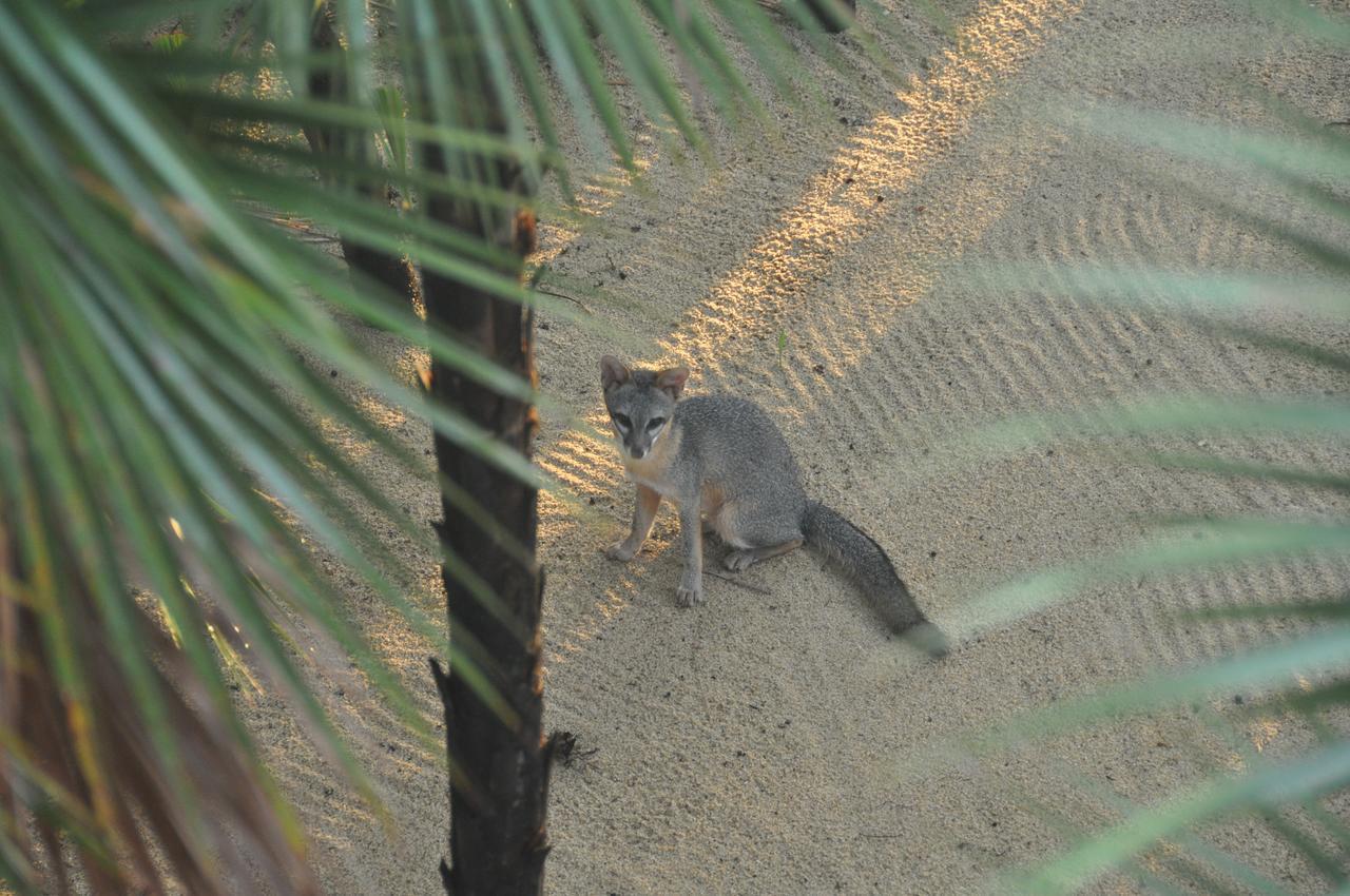 Отель Sabal Beach Monkey River Town Экстерьер фото